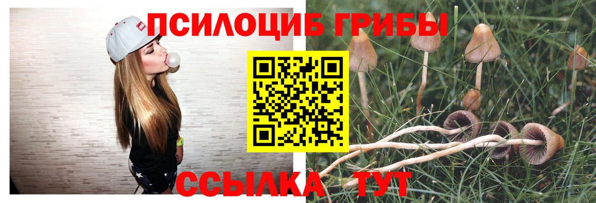 Галлюциногенные грибы Psilocybine cubensis  Анжеро-Судженск 